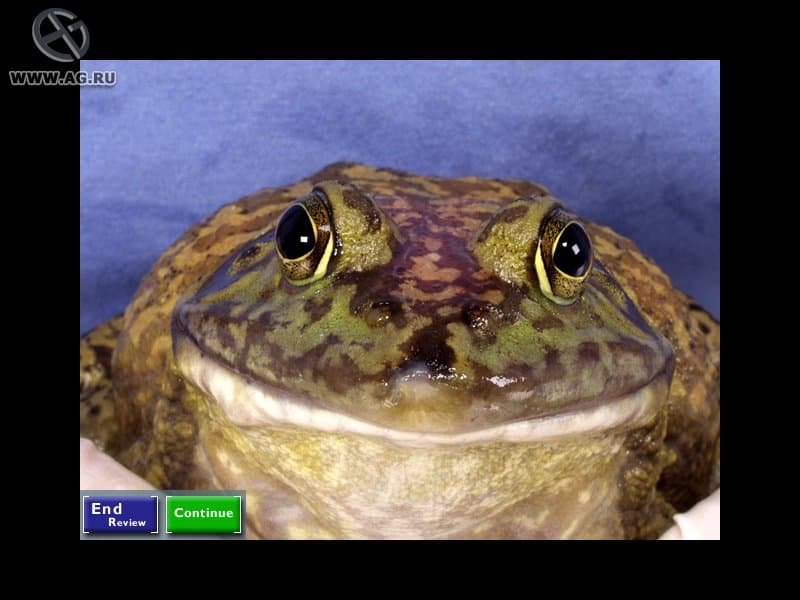 Vet Emergency 2 screenshot 5