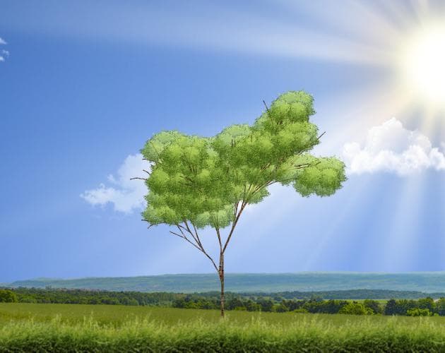 Procedural Trees