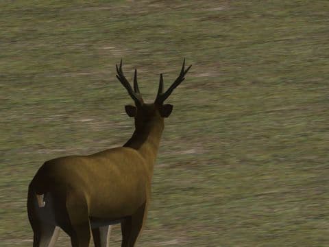 iHunt 3D HD