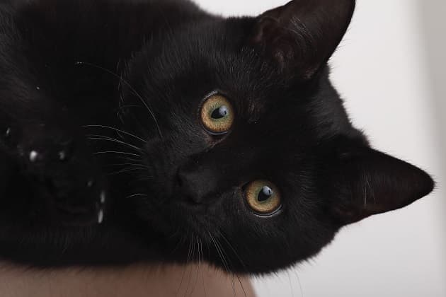 Victorias Cat