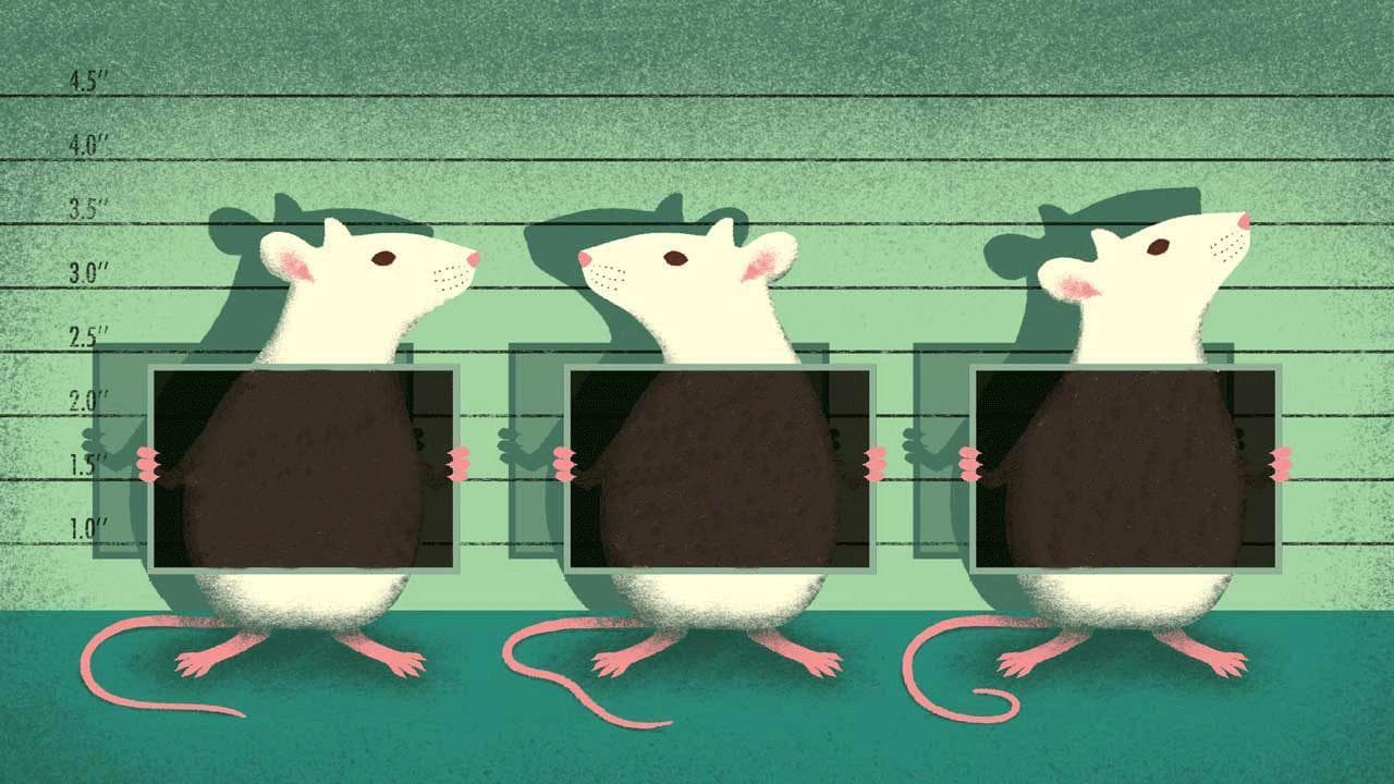 WayOfMouse screenshot 2