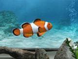My Aquarium