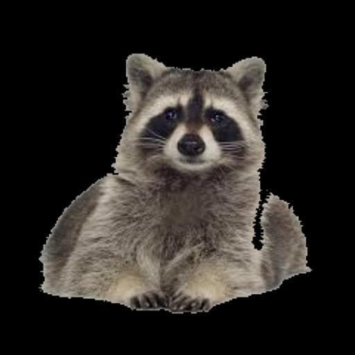 Mapacho(Mobile)