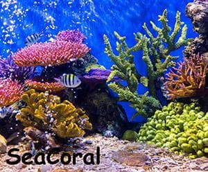 Sea Coral