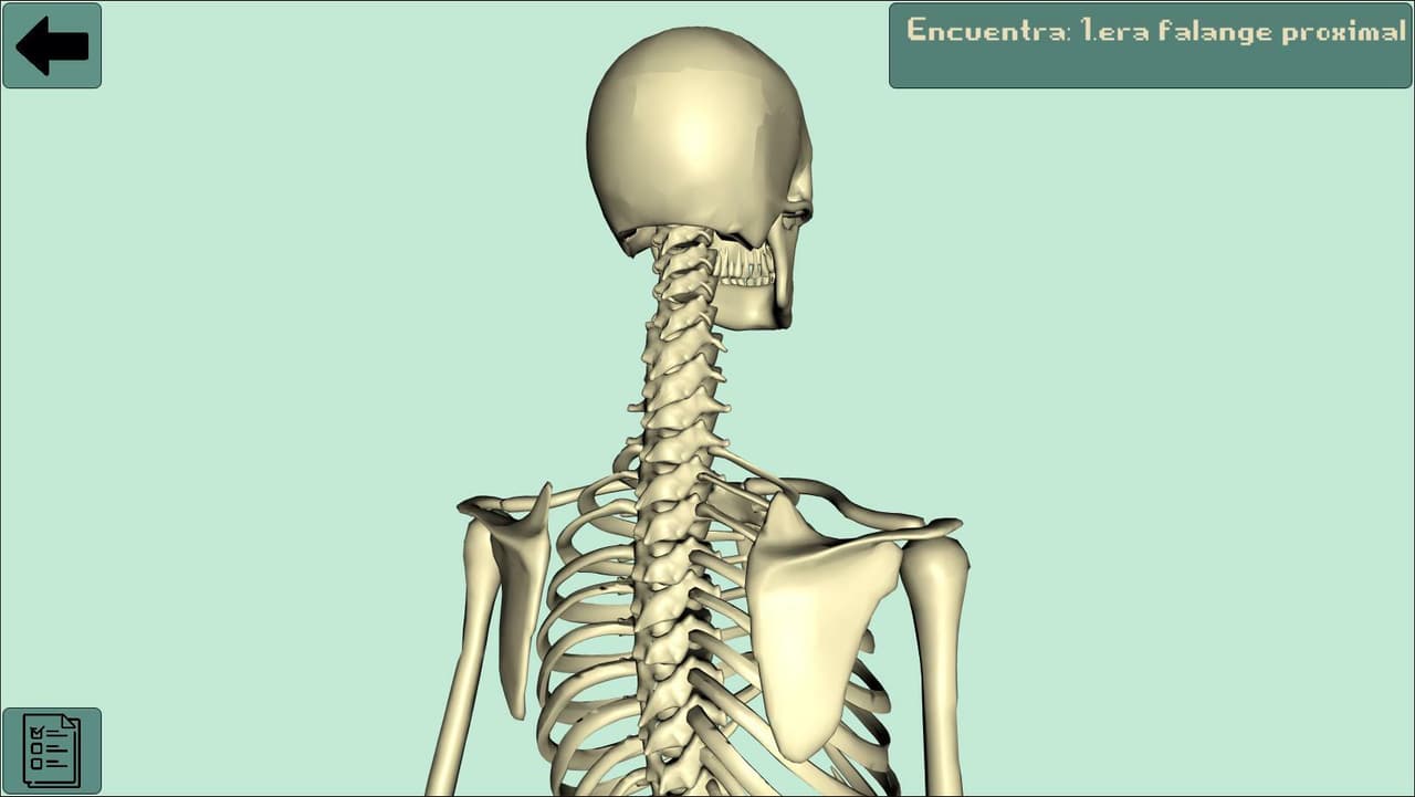 Anatomy study