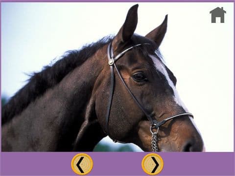 nice horses for kids - free