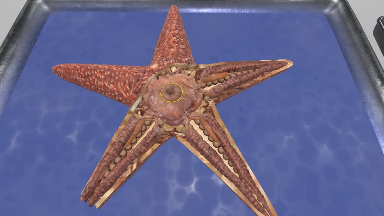 VR Squid and Seastar Dissection: Invertebrate Investigations screenshot 2