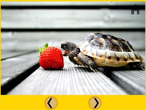 verry funny turtles for kids free screenshot 2