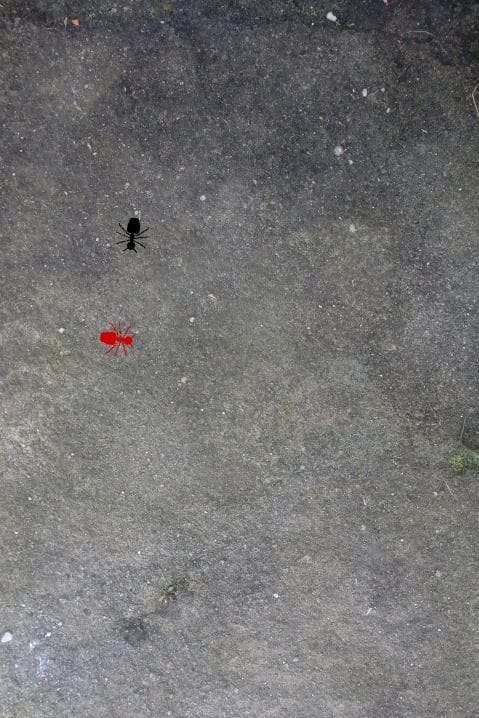 Cat Game: Ant Squasher screenshot 2