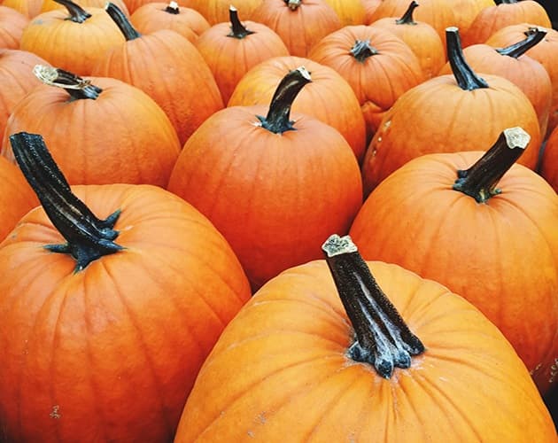 A Pumpkin?