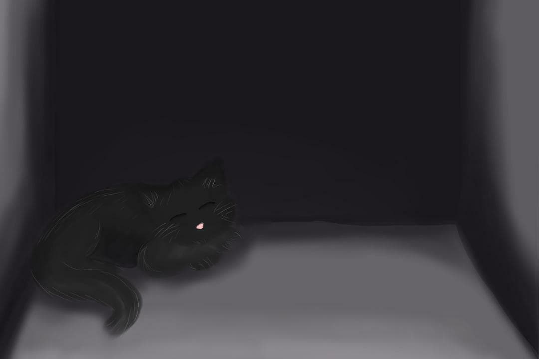 Black Cat Solitude