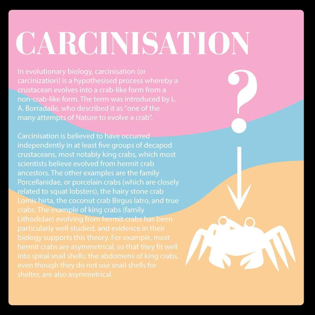 Carcinisize: Crab Become screenshot 2