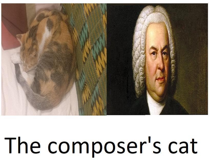 The composers cat