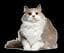 Pawpocalypse Meow