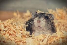 Help Hamster Fredi 3D