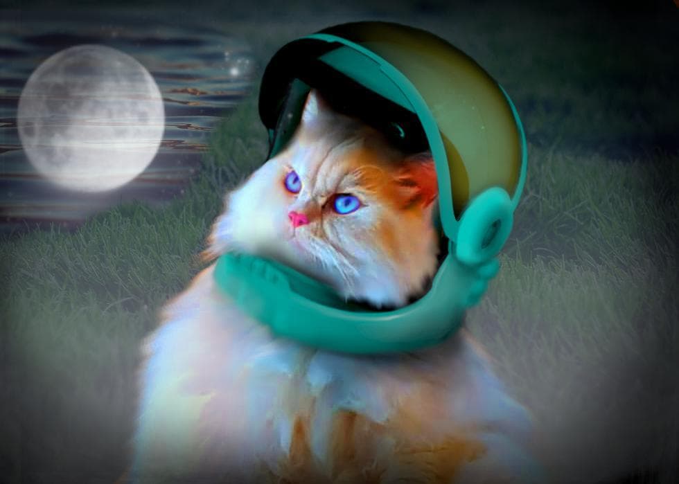 First Cat on the Moon - starring Bobo The Cat