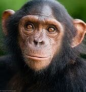 Chimp Chasers (Gorillamannen69)