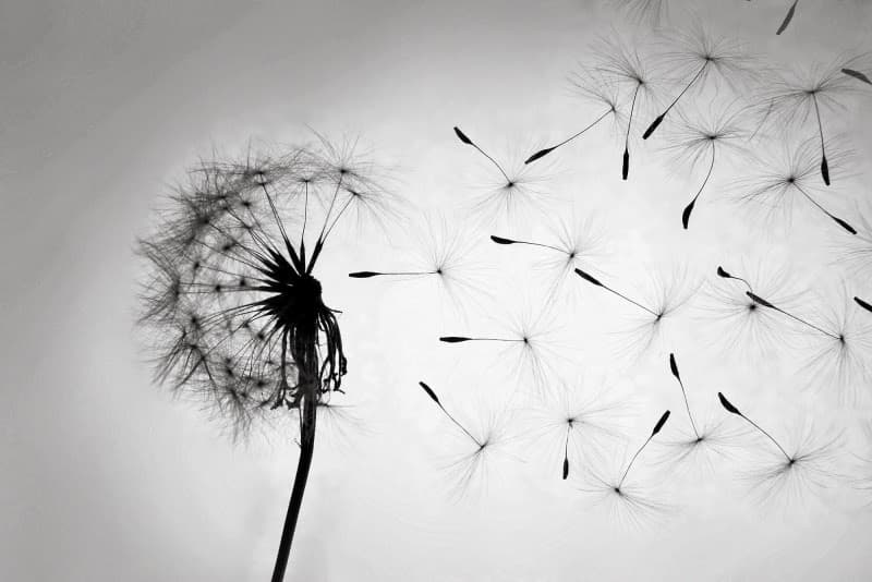 Kingdom of Dandelions