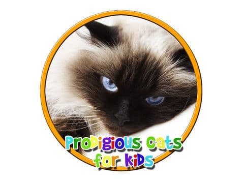 prodigious cats for kids - free screenshot 2