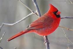 RED BIRD