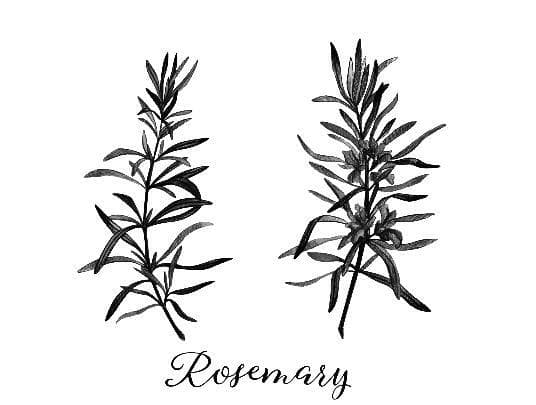 Oleander