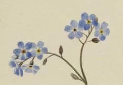 Forget-Me-Not Preview