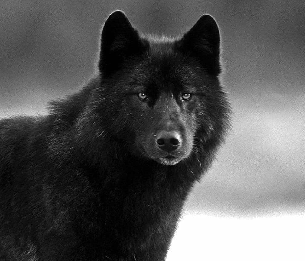 Fenrir (Octobart)