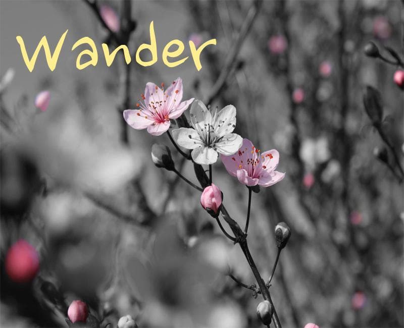 Wander Narrative Demo