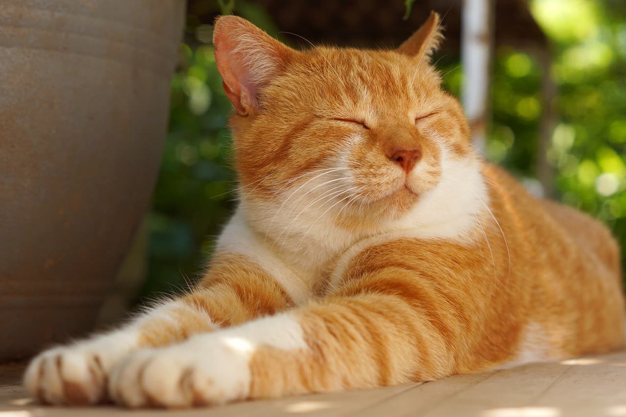 the cat game (errordev)