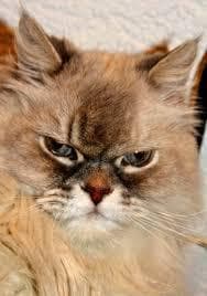 No More Cute Kitten