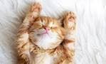 MEow (Quess)