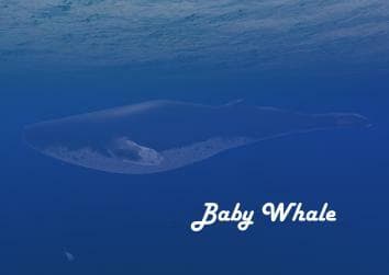 Baby Whale
