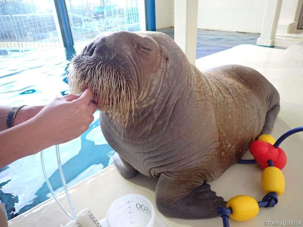 Walrus Contact Time
