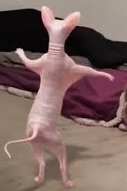 Lightning Floppa Attack