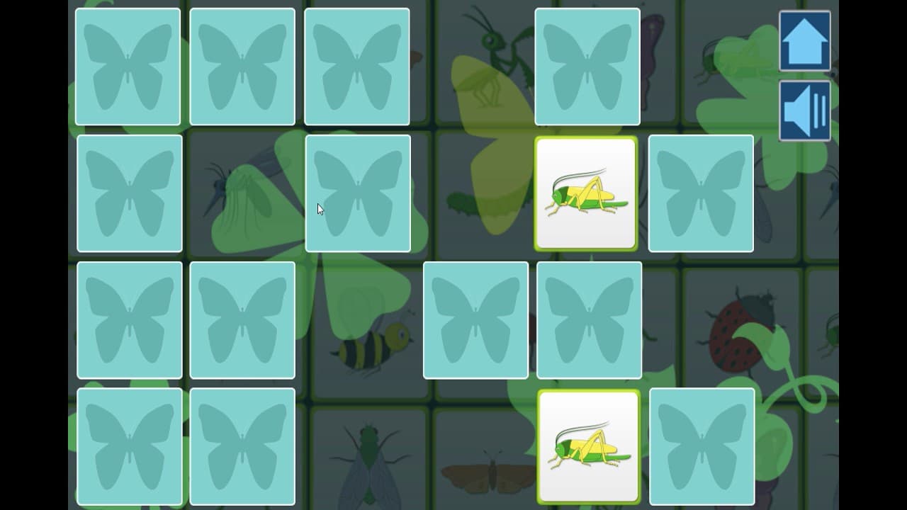Insects