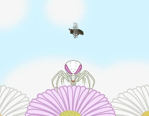 Spider Game Test 1