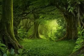 THE DIALOGUE FOREST