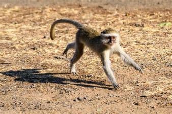 TheMonkeGames (SPEED BOOST)