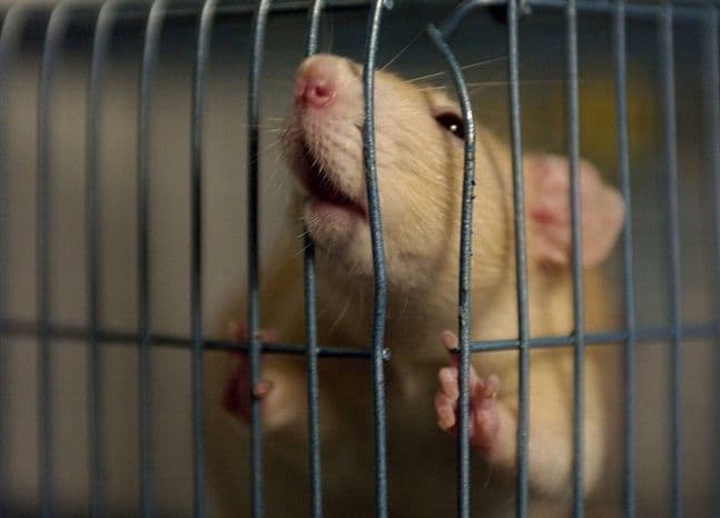 Rat in a Cage