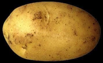 Potato Loop