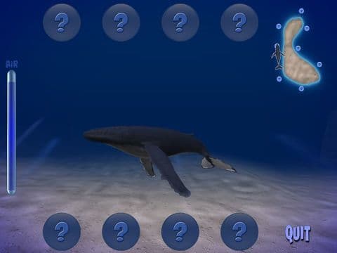 Humpback Whale Free