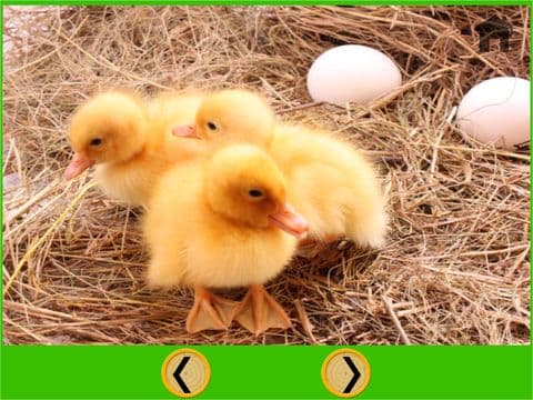 farm animals for small kids - free