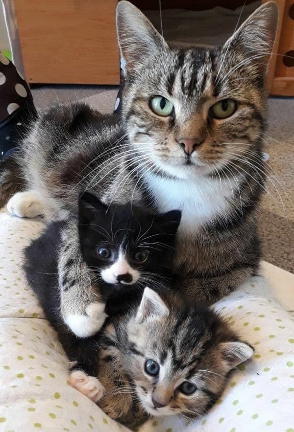 Cat Game (Foiros)