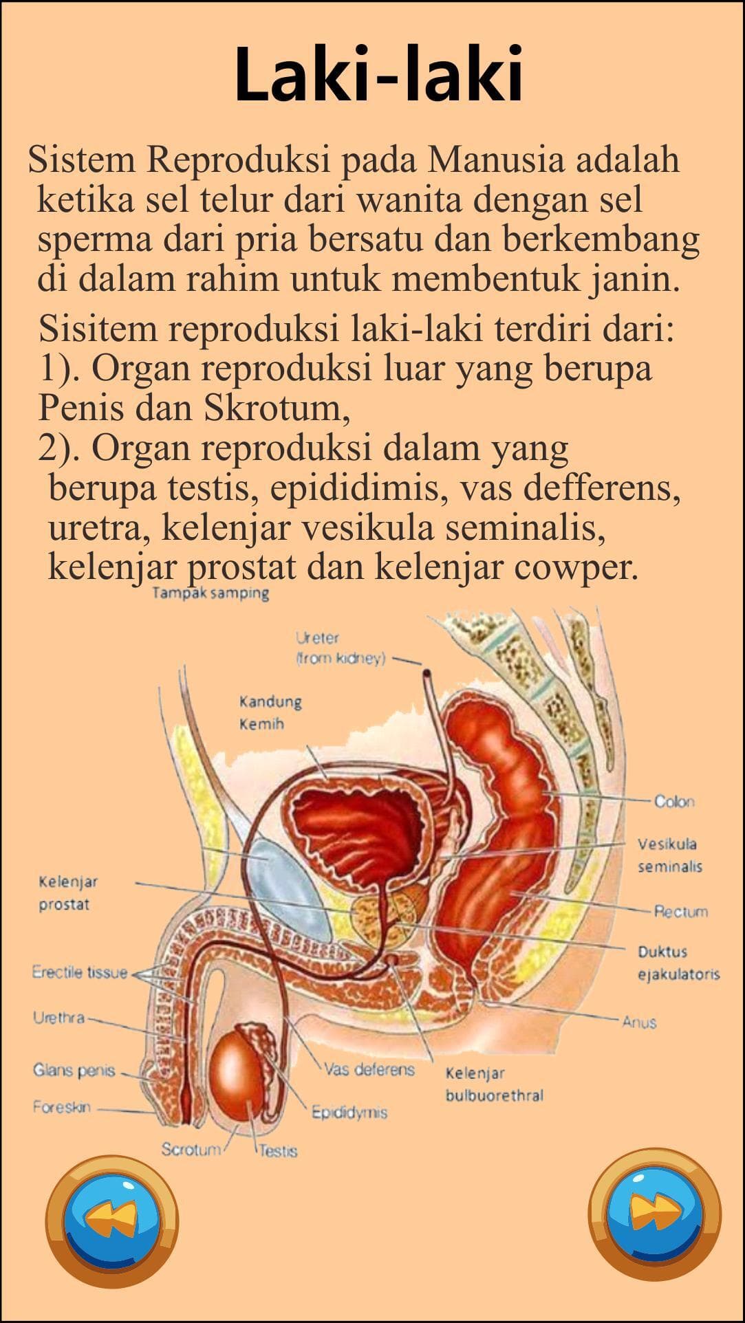 Sistem Reproduksi Manusia screenshot 3