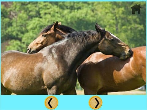 horses delightful for kids - free