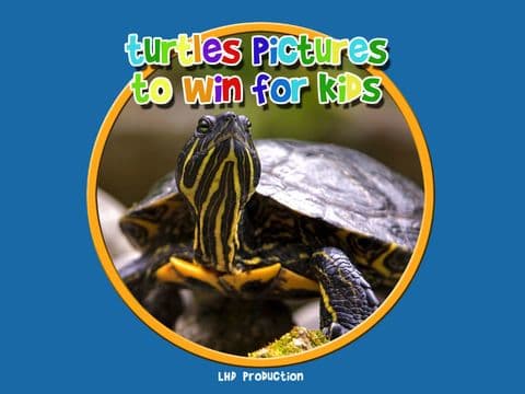 turtle pictures to win for kids - free screenshot 2