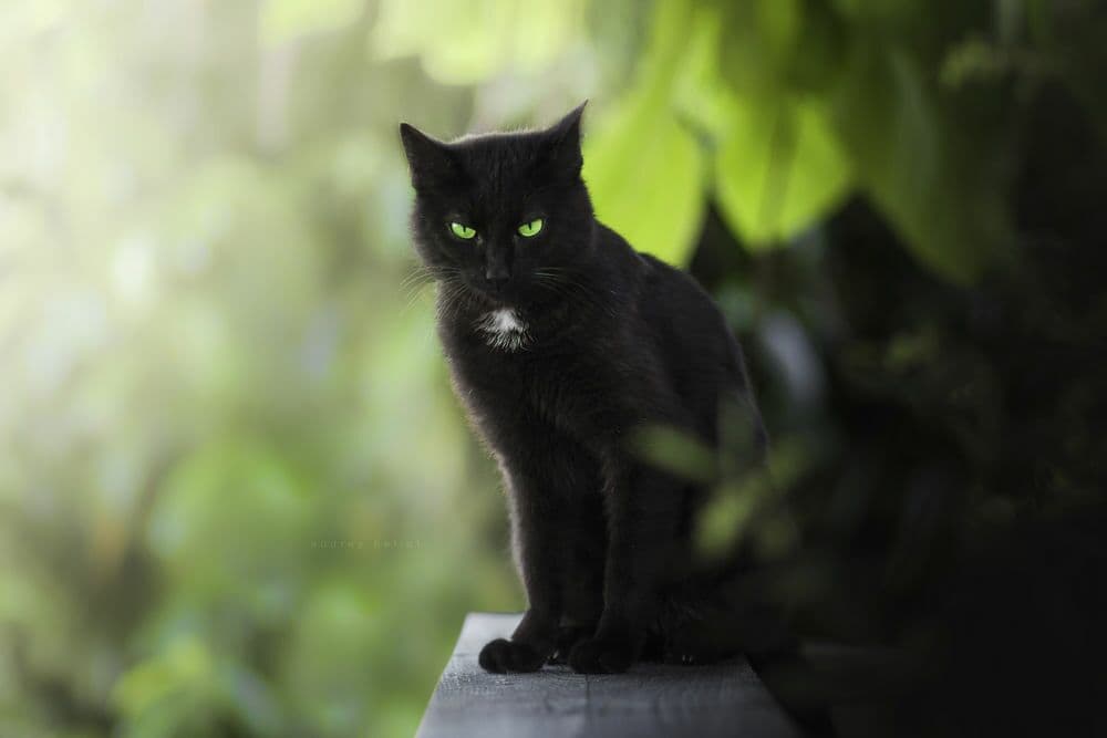 Байки черных котов: Начало
