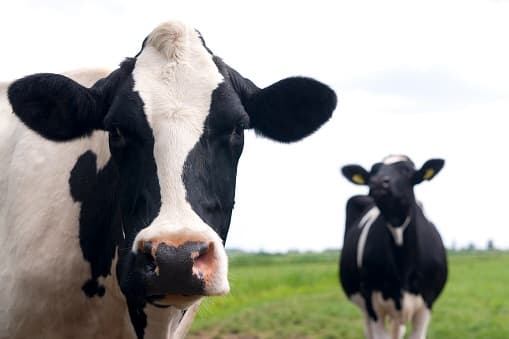 20 Seconds To Milk