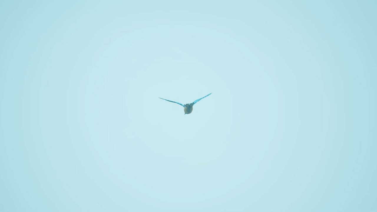 Bird Feather: Aquamarine World screenshot 3