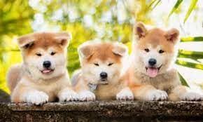 Top perros mas peligrosos